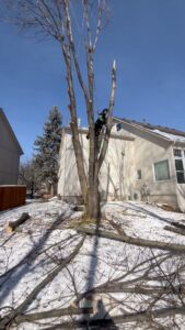 An arborist in safety gear pruning a tree in winter, with cut branches on the snowy ground, by 91Tree 81Sticks Tree Service in Kansas City, MO.