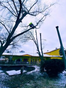 An arborist safely pruning a tall tree with cut branches on the ground by Miguel's Lawn Service LLC in Columbus, OH.