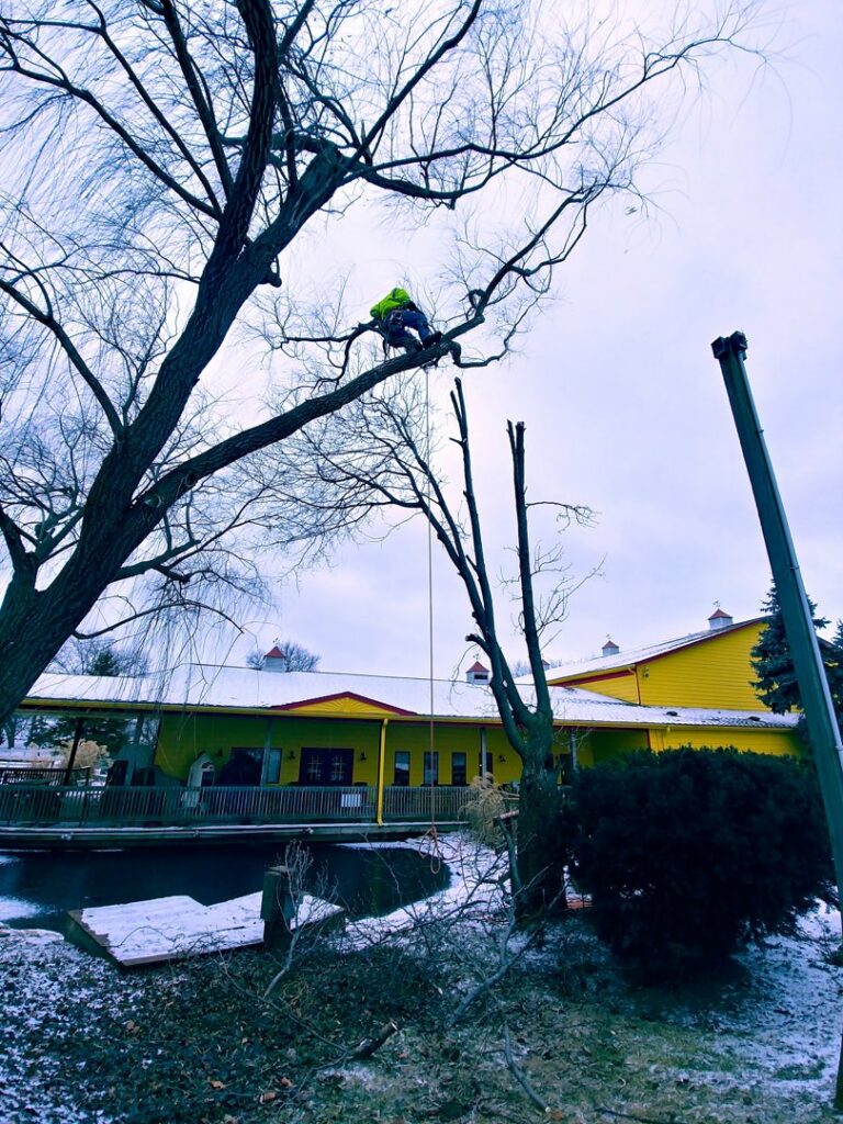 An arborist safely pruning a tall tree with cut branches on the ground by Miguel's Lawn Service LLC in Columbus, OH.