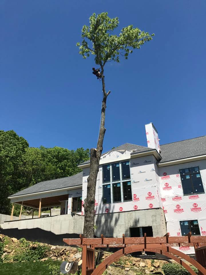 An arborist high in a tree, pruning branches near a house under construction for Green Branch Tree Service LLC in Nashville, TN.
