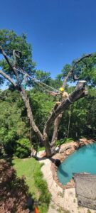 An arborist safely pruning a large tree branches near a residential pool, performed by The Tree Amigos in Austin, TX.