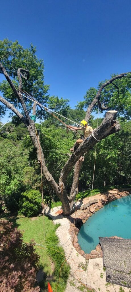 An arborist safely pruning a large tree branches near a residential pool, performed by The Tree Amigos in Austin, TX.