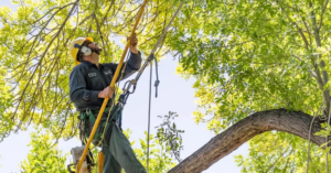An arborist in safety gear using a pole saw to prune branches from a large tree for Reno Tree Service in Reno, NV