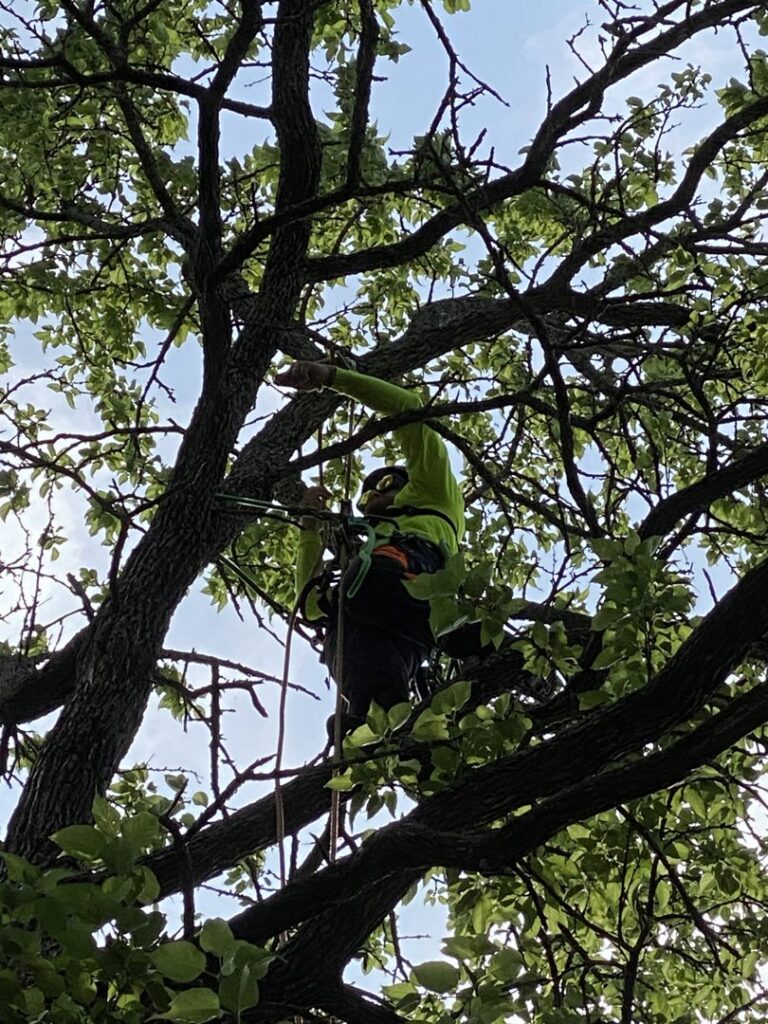 An arborist in safety gear pruning a tree, providing expert tree care services for Lawrence Arborists in Lawrence, KS.