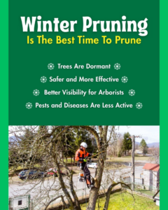 An arborist from Jones Road Tree Service safely pruning a tree during winter in Houston, TX.