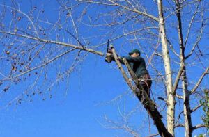 An arborist on a ladder using a chainsaw to prune branches from a tall tree for Outdoor Services in Youngstown, OH.