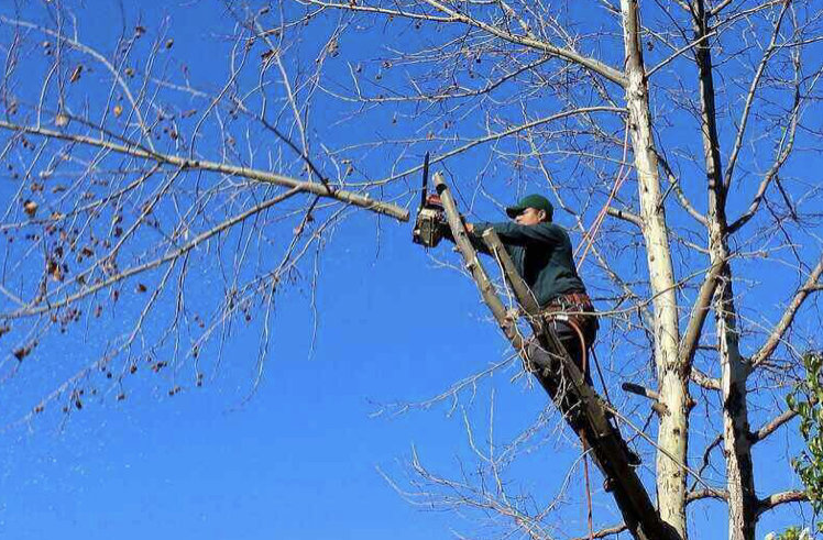 An arborist on a ladder using a chainsaw to prune branches from a tall tree for Outdoor Services in Youngstown, OH.