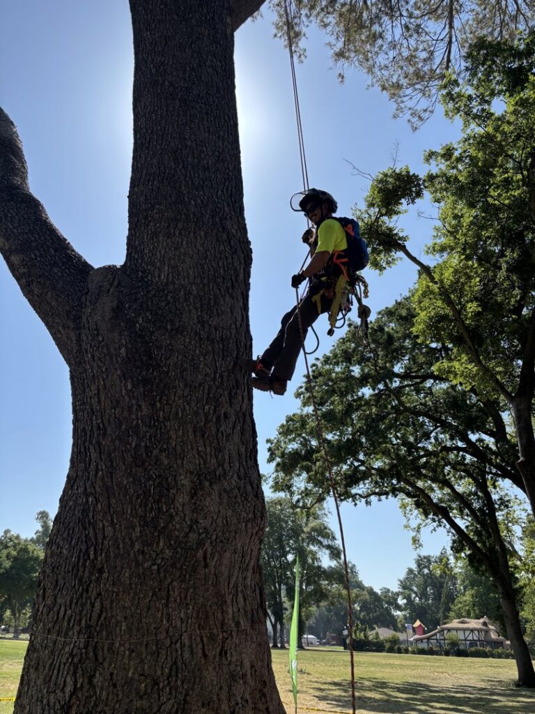 An arborist in safety harness rappelling down a large tree trunk, performing expert tree work for Nexus Tree Solution's in Sacramento, CA