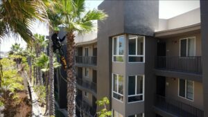 An arborist rappelling down a tall palm tree next to a building, performing trimming for LC Tree Service in San Diego, CA.