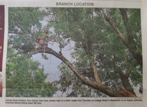 A Sylvan Tree Care arborist removing branches from a silver maple tree in Montpelier, VT, as featured in a newspaper.