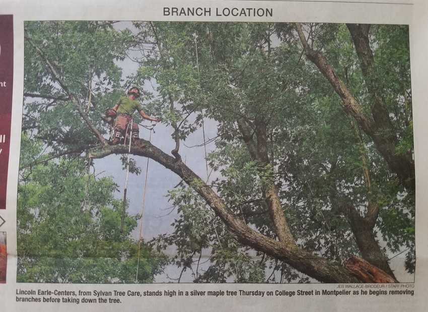 A Sylvan Tree Care arborist removing branches from a silver maple tree in Montpelier, VT, as featured in a newspaper.