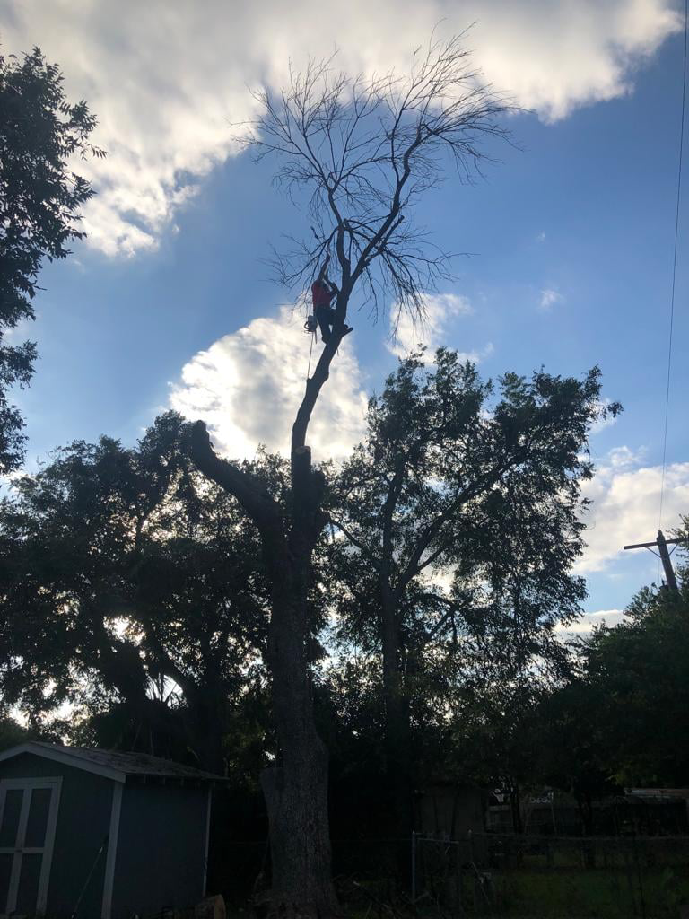 An arborist safely removing dead branches from a tall tree for Joe's Tree Service and Landscaping in San Antonio, TX
