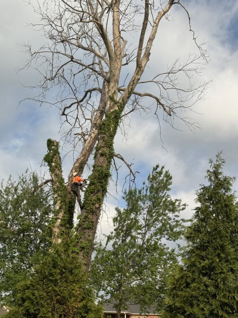 An arborist removing a dead tree with a chainsaw and ropes for Apex Tree Service, LLC in Huntsville, AL.