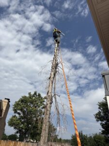 An arborist from Mountain Men Tree Service safely removing a dead tree using a chainsaw and harness in Denver, CO.