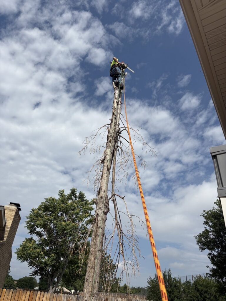 An arborist from Mountain Men Tree Service safely removing a dead tree using a chainsaw and harness in Denver, CO.
