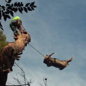An arborist safely removing a large tree branch using ropes and rigging for Tree Service in North Las Vegas, NV.