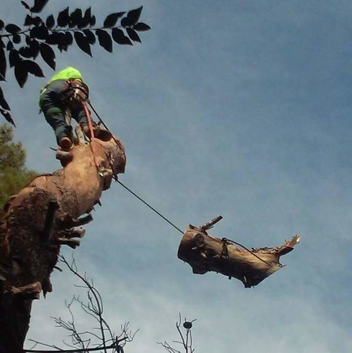 An arborist safely removing a large tree branch using ropes and rigging for Tree Service in North Las Vegas, NV.