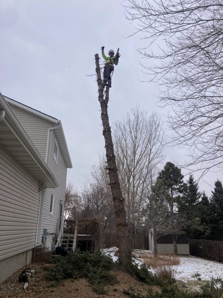 An arborist in safety gear high in a tall tree, actively removing branches near a house, by Affordable Tree Service in Dickinson, ND.