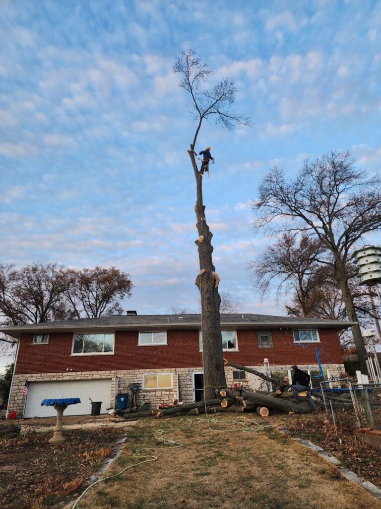 An arborist high in a tall tree, performing tree removal with logs on the ground, by JMendez LLC in St. Louis, MO.