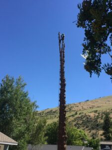 An arborist removing sections of a tall, stripped tree trunk, providing tree service by Treeincarnation MT in Helena, MT.