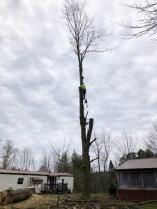 Arborist high in a tall, bare tree using a chainsaw for tree removal, with logs on ground, by Sky High Tree Service in Lynnwood, WA.