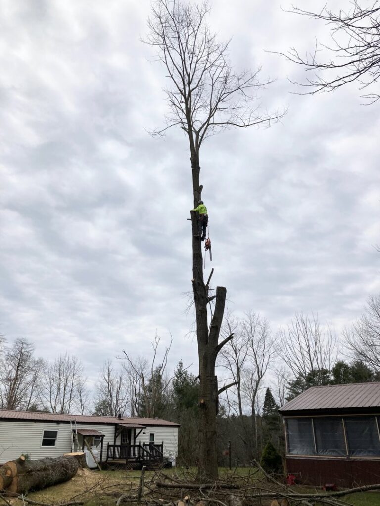 Arborist high in a tall, bare tree using a chainsaw for tree removal, with logs on ground, by Sky High Tree Service in Lynnwood, WA.