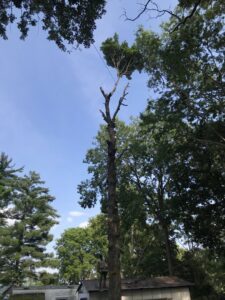 An arborist high up in a partially removed tree, using ropes to safely remove branches for 91Tree 81Sticks Tree Service in Kansas City, MO.