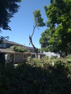 An arborist from Pro Cuts Tree Service removing large tree branches over a residential roof in Caldwell, ID.