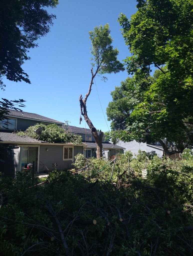 An arborist from Pro Cuts Tree Service removing large tree branches over a residential roof in Caldwell, ID.