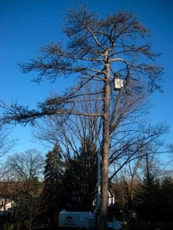 An arborist on a tree stump with a chainsaw as a large tree section falls during removal by Shechtman Tree Care in Philadelphia, PA.