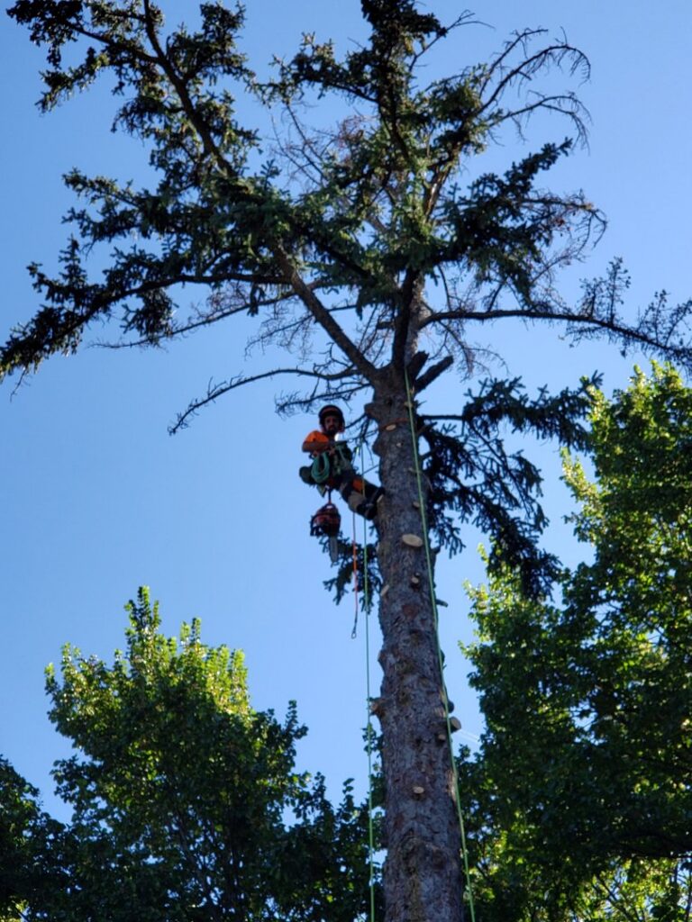 An arborist from Tapson's Tree Service in Boise, ID, removing a large cut tree section while high in a tree.