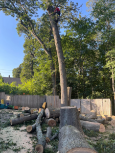 An arborist from Olvin's Tree Service Inc removing large tree sections with logs on the ground in Studley, Brockton, MA.