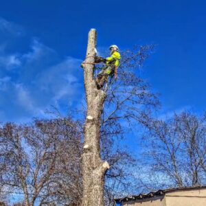 An arborist working high on a tree trunk during a tree removal service by Lone Star Arborists in Jackson, MS