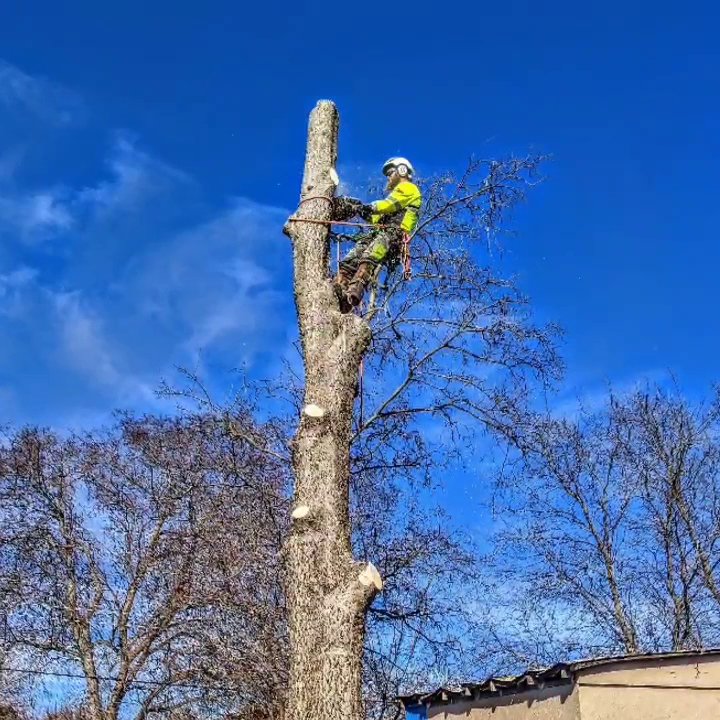 An arborist working high on a tree trunk during a tree removal service by Lone Star Arborists in Jackson, MS