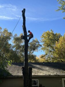 An arborist working high on a tree trunk, removing sections during a tree removal service by ES Tree Services Llc in Columbus, OH