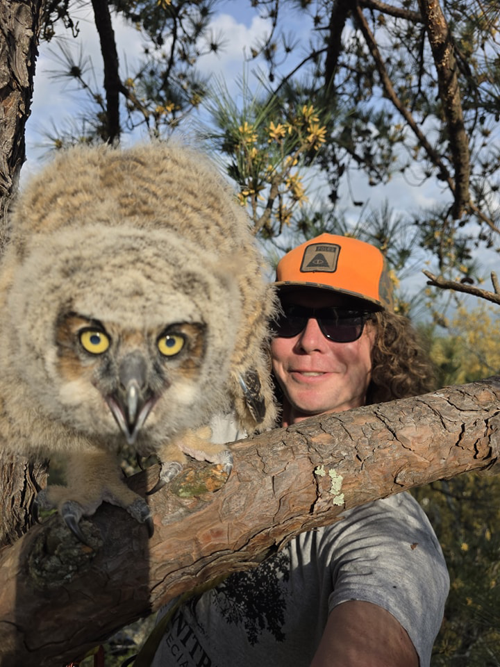 An arborist from Humanitree rescuing a baby owl from a tree in Richmond, VA