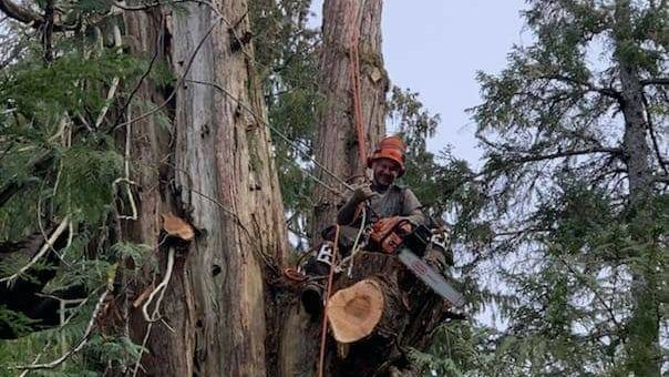 An arborist resting on a cut tree stump high in a tree during a tree service job by Timberscape Industries LLC in Ketchikan, AK.