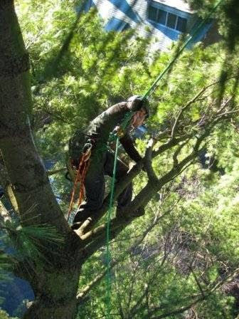 An arborist harnessed and rigging branches in a leafy tree for Shechtman Tree Care in Philadelphia, PA.