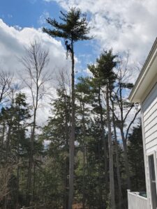 An arborist performing rope access tree trimming and removal services for Two Daughters Trees & Driveways in Saco, ME.