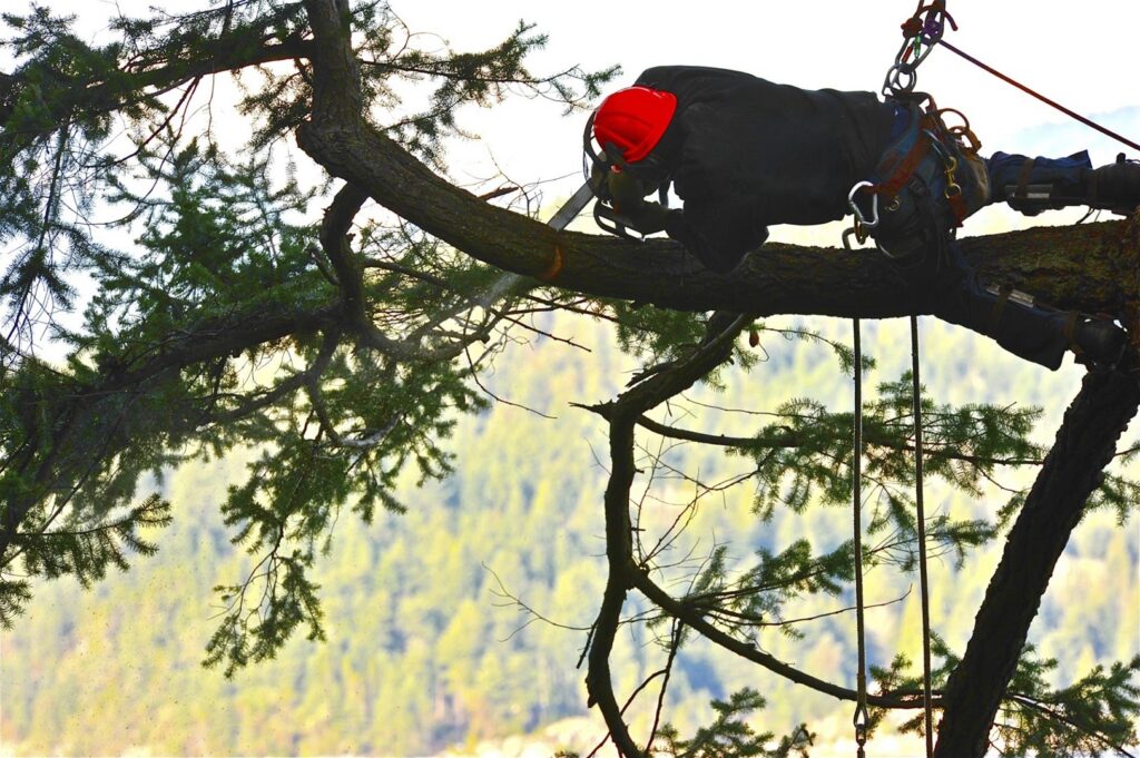 An experienced arborist in a red helmet and harness sawing a tree branch for Suarez Tree Service in San Antonio, TX.