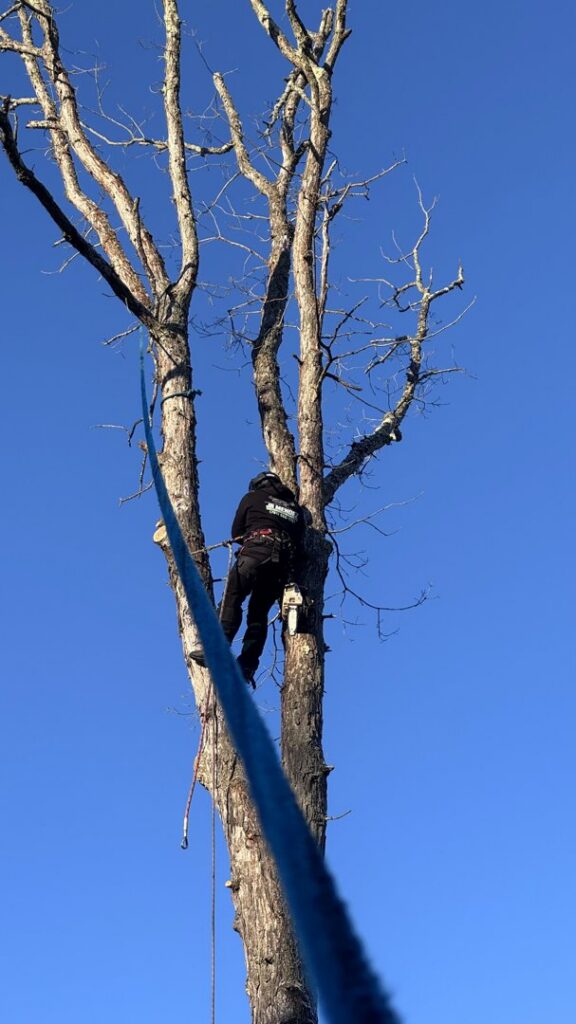 An arborist secured with ropes in a tree, holding a chainsaw, performing tree service for JR Mendez Tree Services and Masonry LLC in Lynn, MA.