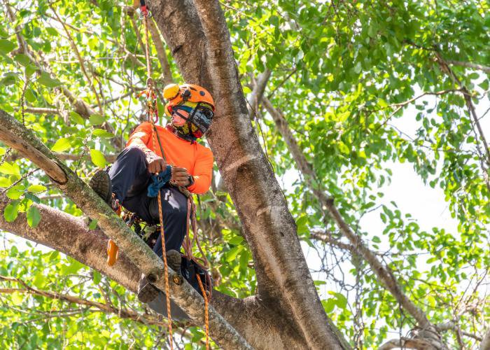 An arborist safely secured with ropes high in a tree, preparing for or performing tree services for Mobile Tree Removal Services in Mobile, AL.