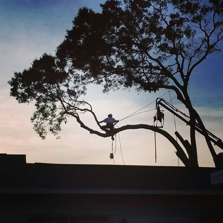 A silhouette of an arborist from Haskins Tree Care in Bellevue, WA, working high in a tree against a sunset sky.