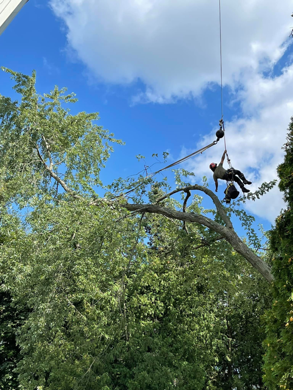 An arborist suspended by a crane, carefully removing a large tree branch for Tip Top Tree Care in Grand Rapids, MI.