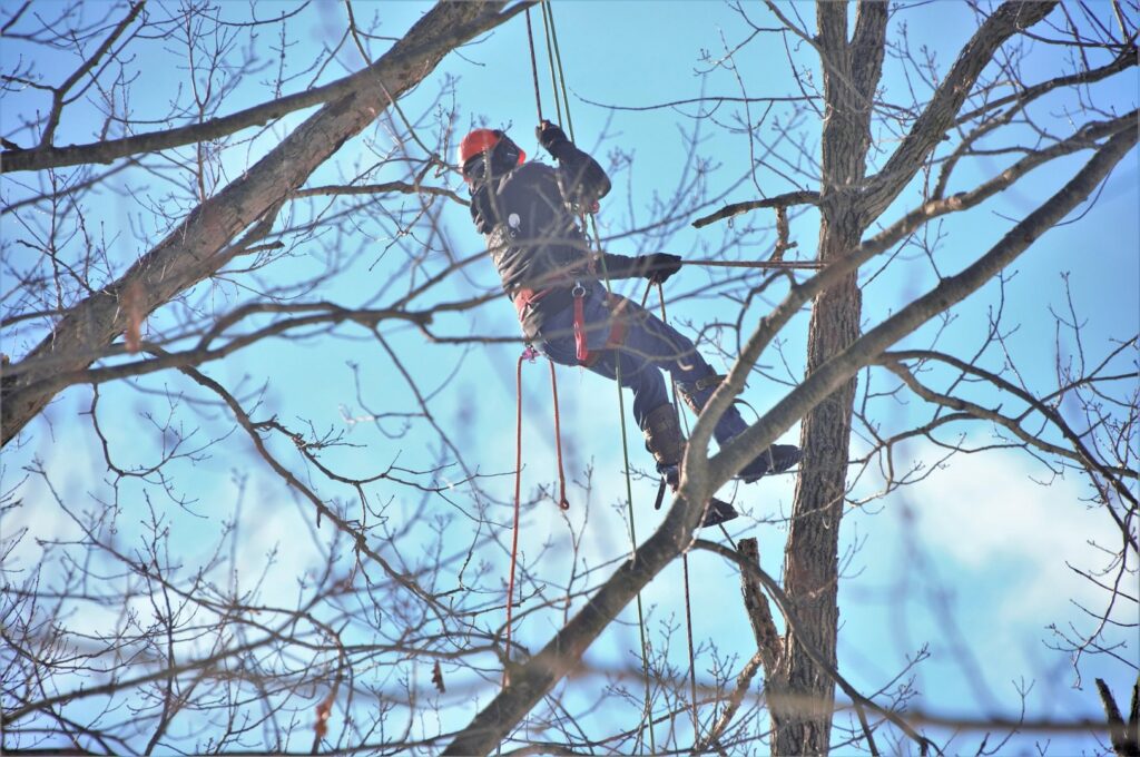 An arborist from Hunter Tree Services suspended by ropes, performing tree trimming services in Nampa, ID.