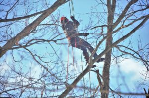 An arborist from Hunter Tree Services suspended by ropes, performing tree trimming services in Nampa, ID.