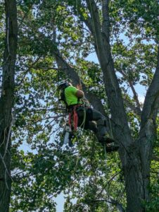 An arborist suspended by ropes in a tree, wearing safety gear and holding a chainsaw, performing tree services for Affordable Tree Service in Dickinson, ND.