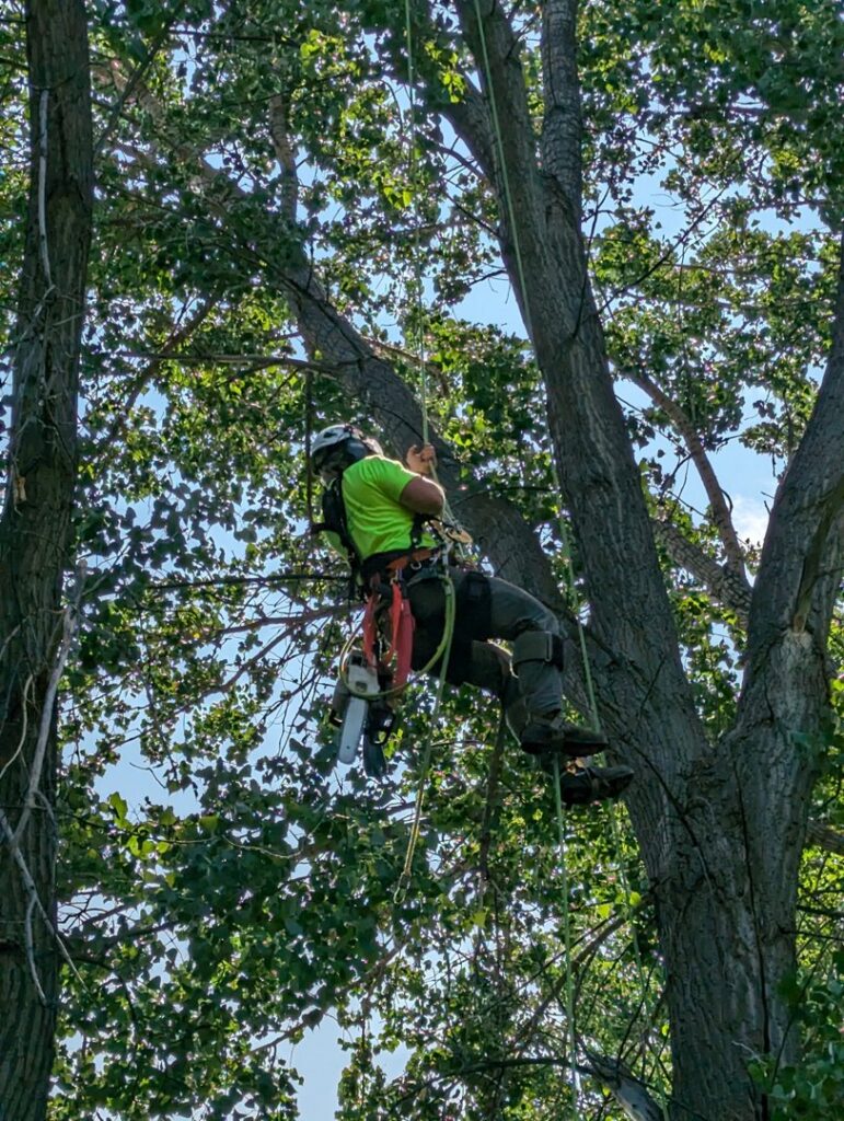 An arborist suspended by ropes in a tree, wearing safety gear and holding a chainsaw, performing tree services for Affordable Tree Service in Dickinson, ND.