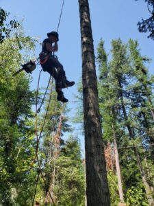 An arborist suspended by ropes with a chainsaw, working high in a tall tree for Flathead Tree Services in Kalispell, MT