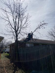 An arborist from Danny's Tree Service suspended by ropes, trimming a tree near a residential house in Kansas City, KS.